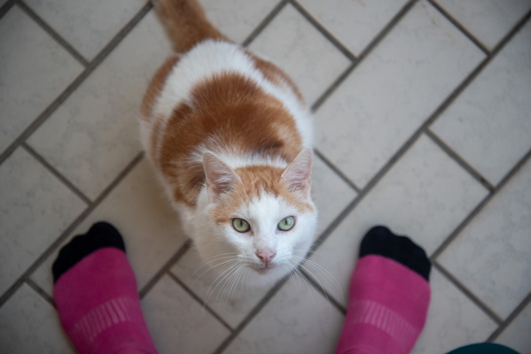 Timmy and my socks
