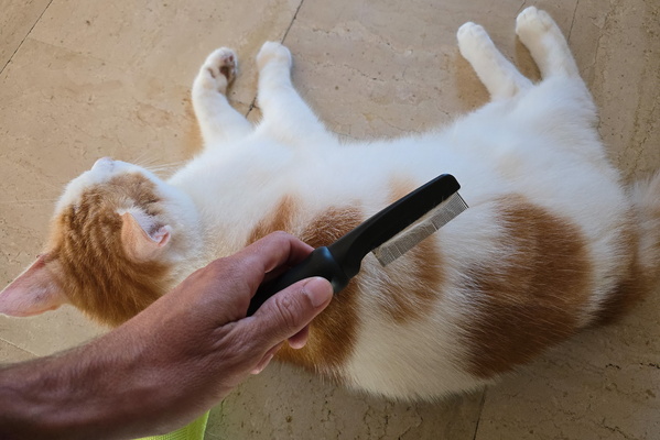 Combing Timmy