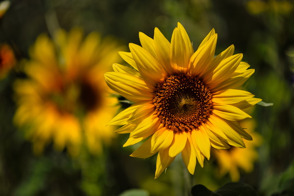 Sunflowers on a sunny day