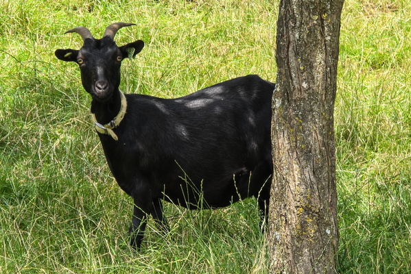 Black goat staring at me