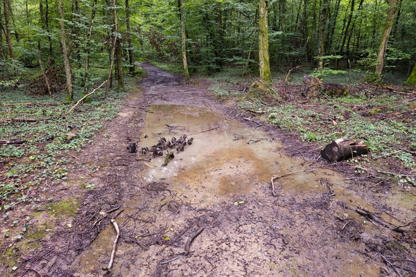 Dirty forest track