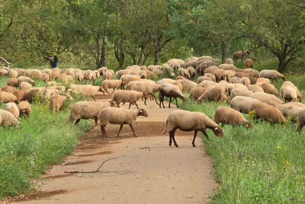 Making way for our woolly friends
