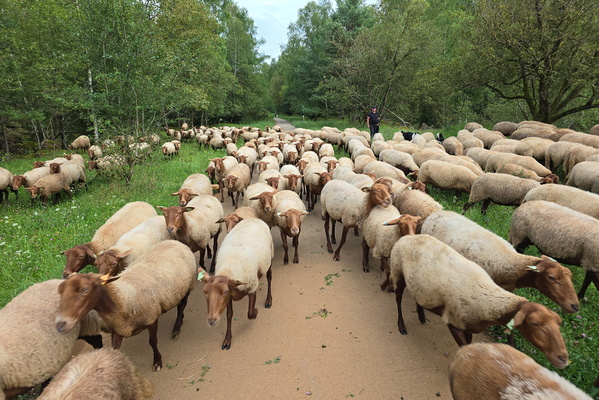 Vëlosummer: traffic jam, sheep edition
