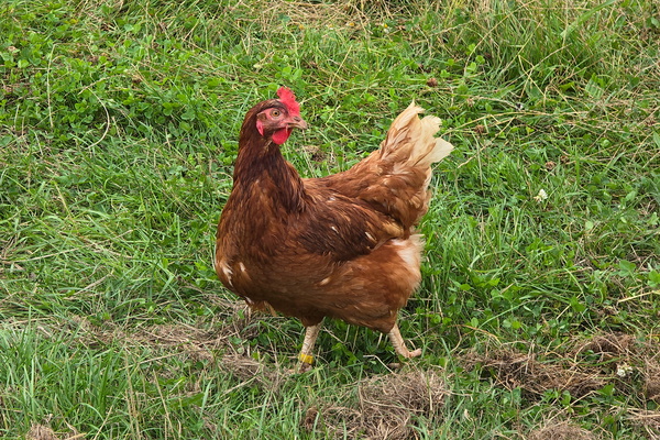 Chicken in Dudelange