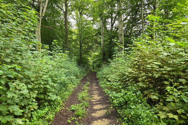 Leudelange - Abweiler forest junction