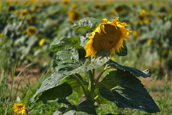 Sunflowers between two Vëlosummer routes