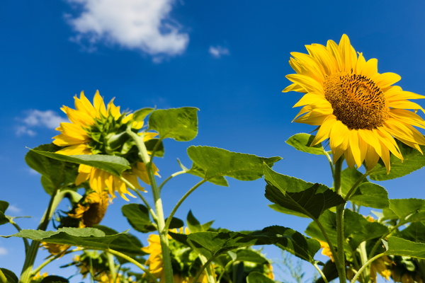 Sunflowers between two Vëlosummer routes