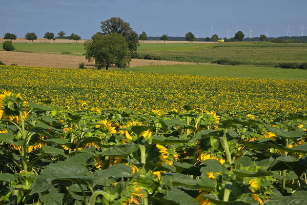 Sunflower field between two Vëlosummer routes