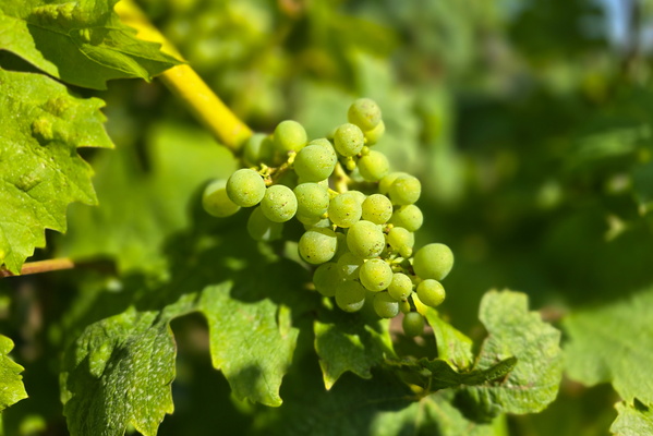Green grapes near Remerschen