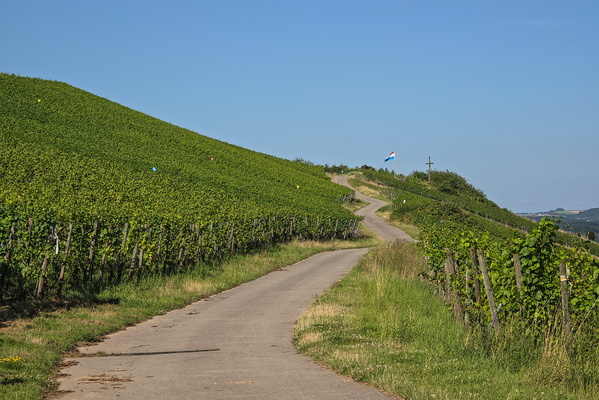 Moselle vineyards
