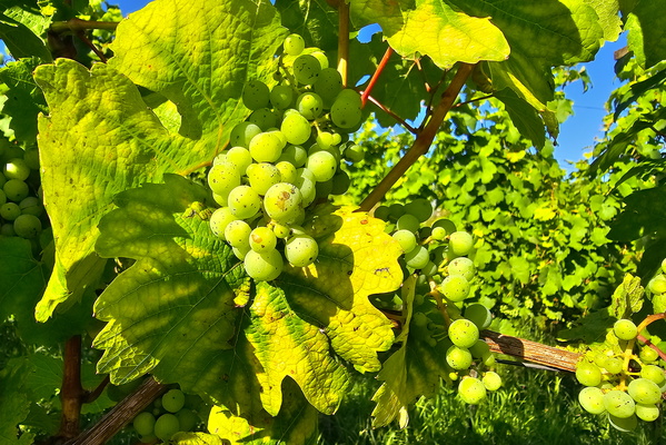 More grapes near Remerschen