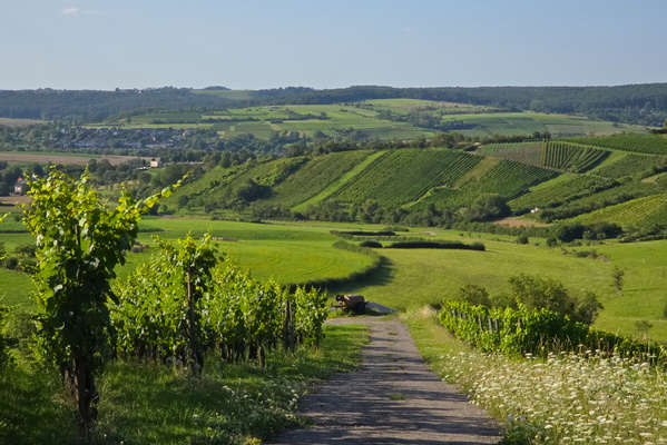 Vëlosummer: a taste of the Moselle
