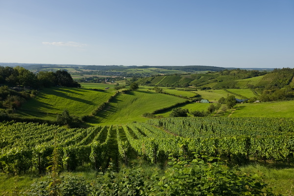 Moselle vineyards