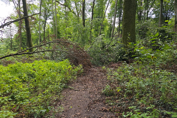 Trees on the way