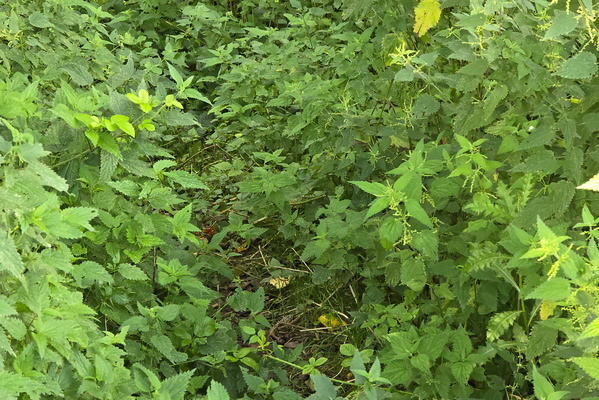 A welcoming nettle covered path