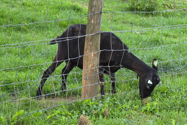 Sheep next to Sanem castle