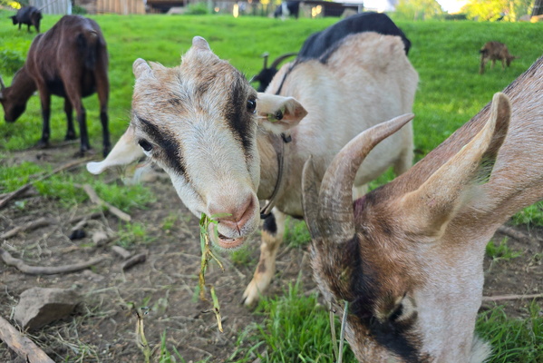 Goats next to Sanem castle
