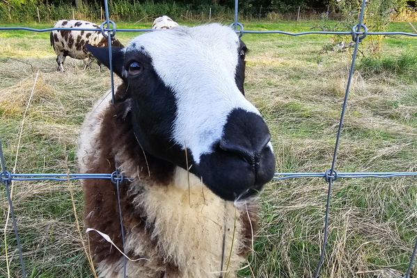 Sheep next to Sanem castle