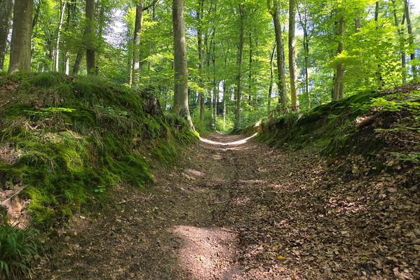 Forest path near Steinsel