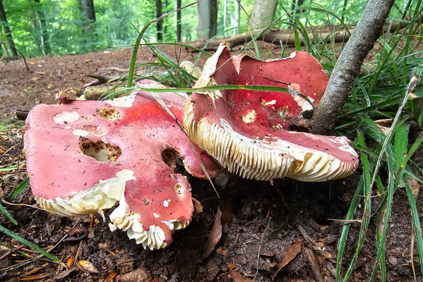 Red alert in the undergrowth