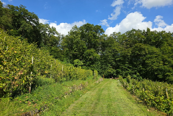 A tiny premium vineyard near Manternach