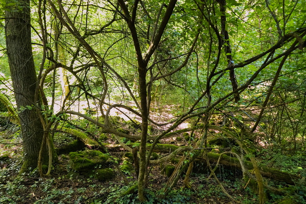 Forest like a mini jungle