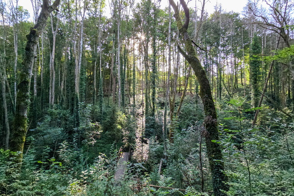 Valley in the forest