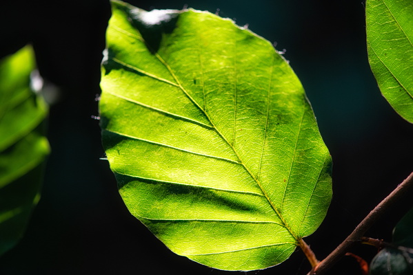 Green leaf hit by sunlight