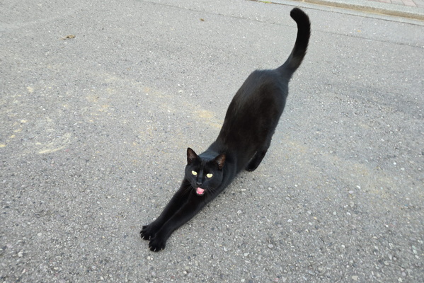 Greeting cat on the way