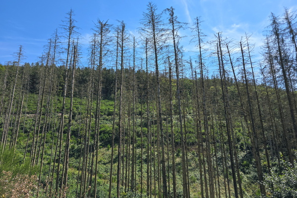 Forest near Kautenbach