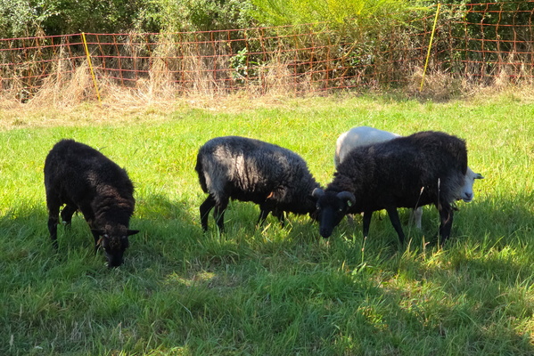 Sheep near Lellingen