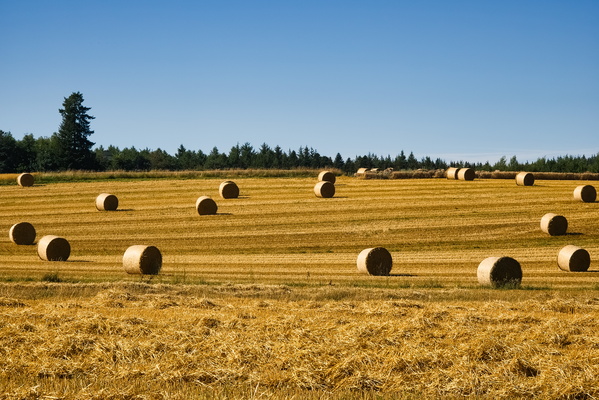 Haystacks