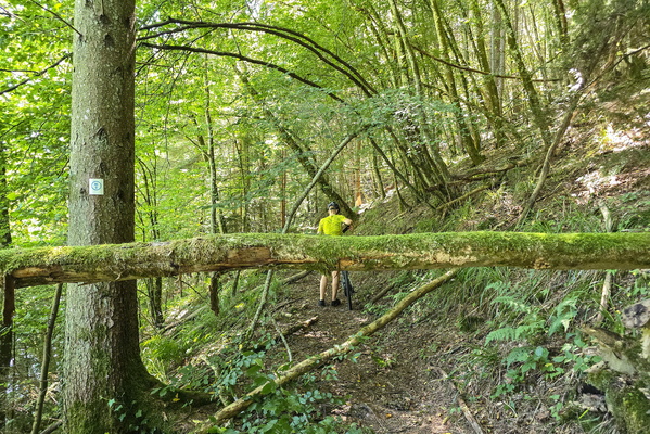 Path along the Wiltz valley