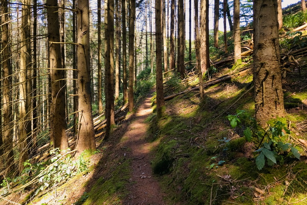 Path along the autopédestre Dahl hiking trail