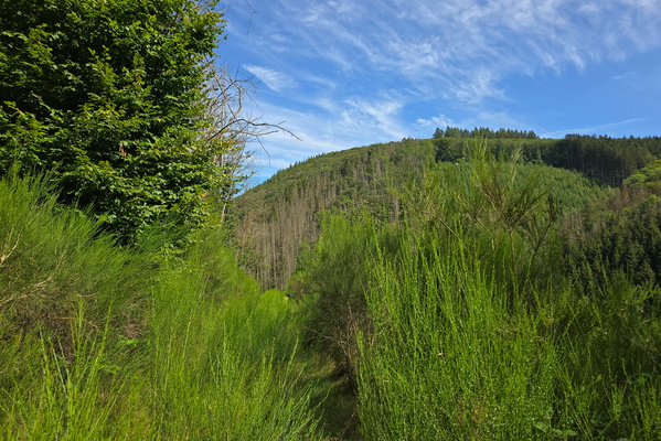 That decayed path offers quite a view!