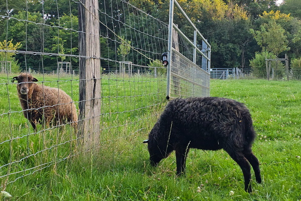 Separated sheep by a fence