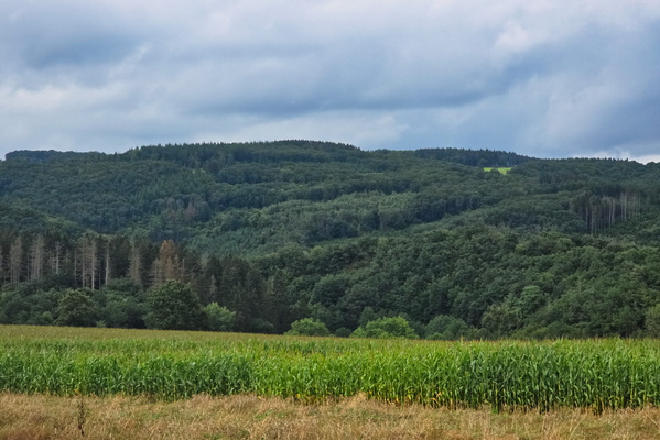 The edge of the woods