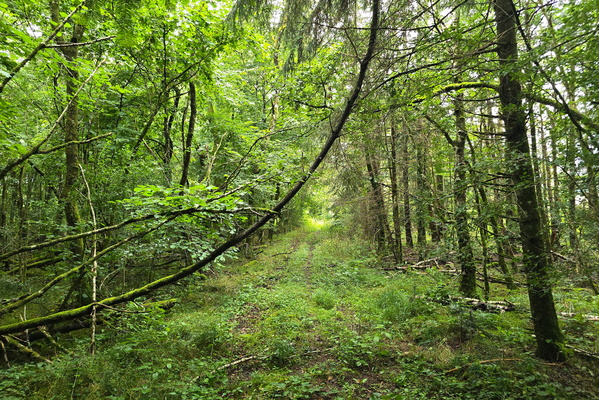 Lost in the green