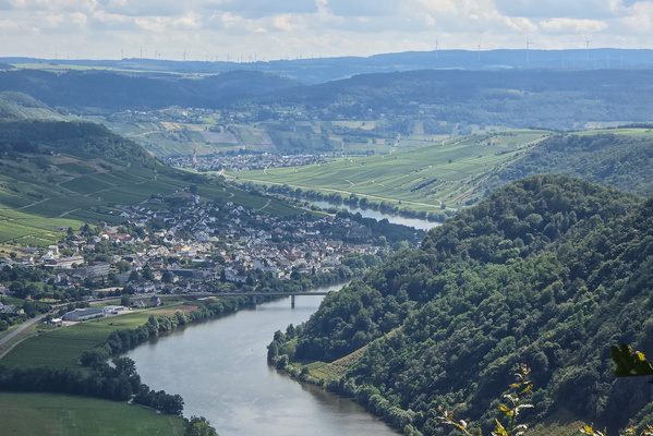 The river's journey through the vines