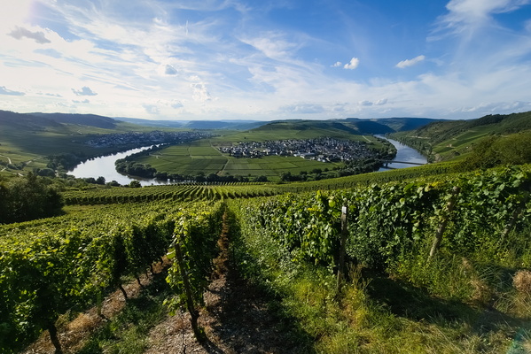 Moselle's majestic loop