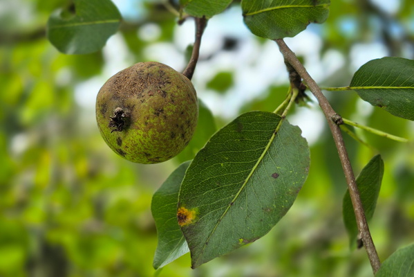 Pear at Bois de la Paix