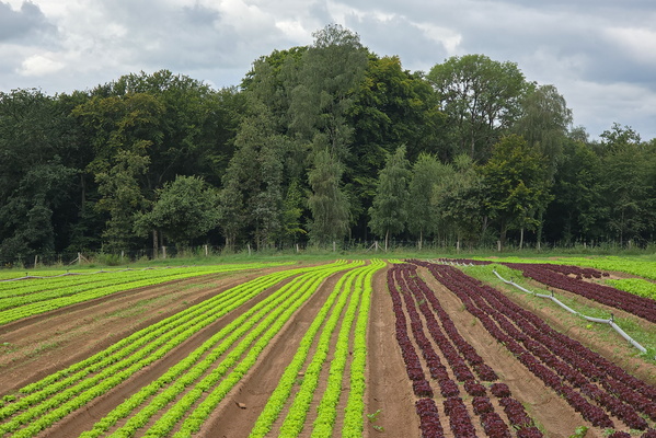 Lettuce celebrate this field!