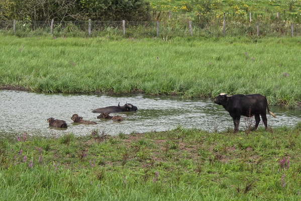 Buffalo swim in Schlammwiss nature reserve