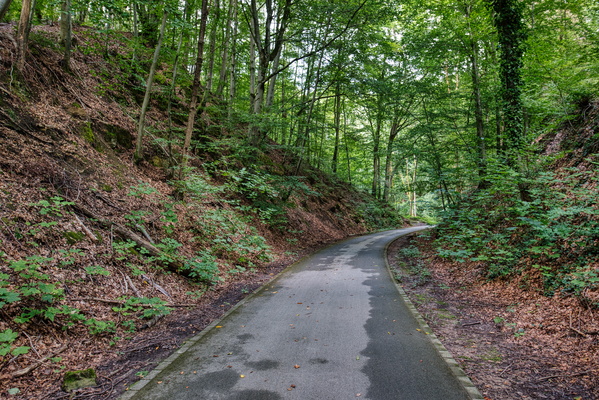 A peaceful cycle through the Luxembourg forest
