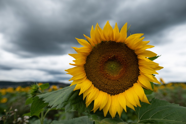 Here comes the sun(flower)!