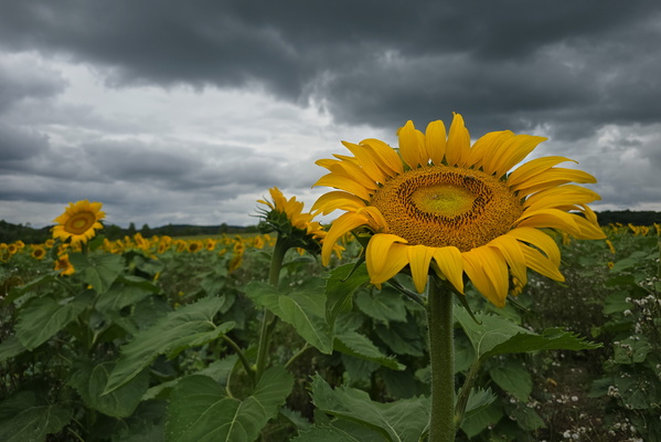 A beacon of yellow against the grey sky