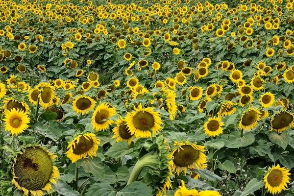 Just another field of yellow flowers