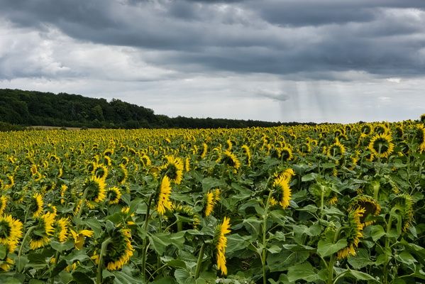 Fields of dreams, rain coming!
