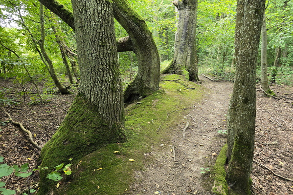 Where the trees whisper secrets