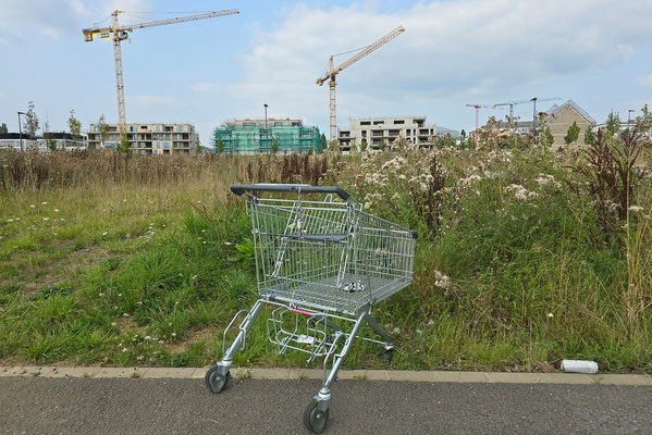 Shopping cart gone rogue: lost and living its best life